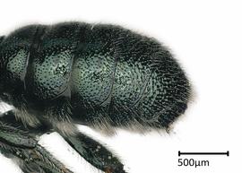  Ceratina nanula , male abdomen. photo: Brooke Bagot 
